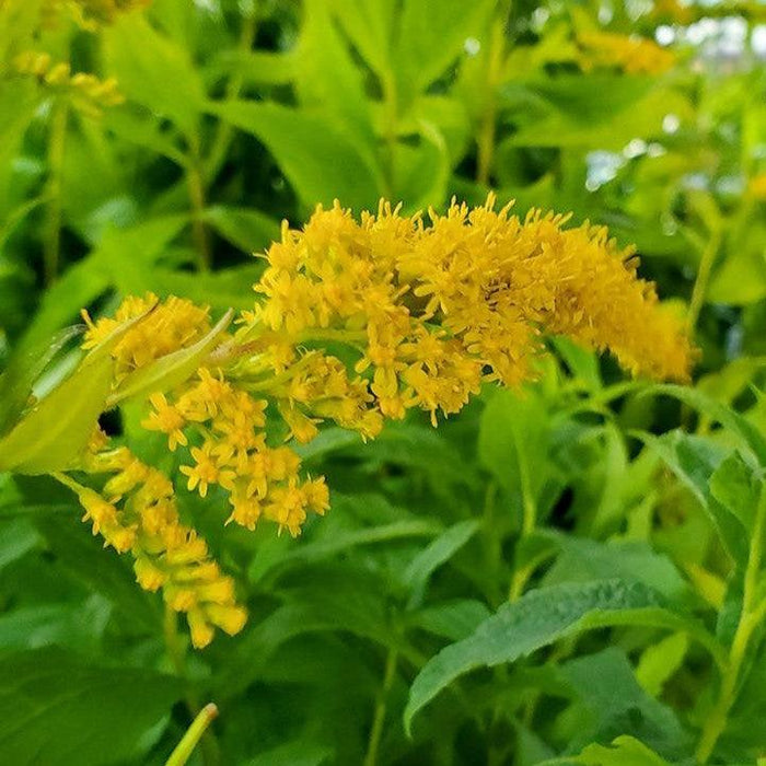 Goldenrod, Rough Goldenrod