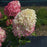 Hydrangea, Quick Fire Fab® Hydrangea