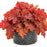 Coral Bells, Primo® Peachberry Ice Heuchera