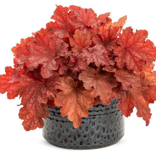 Coral Bells, Primo® Peachberry Ice Heuchera