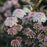 Ninebark, Tiny Wine® Ninebark