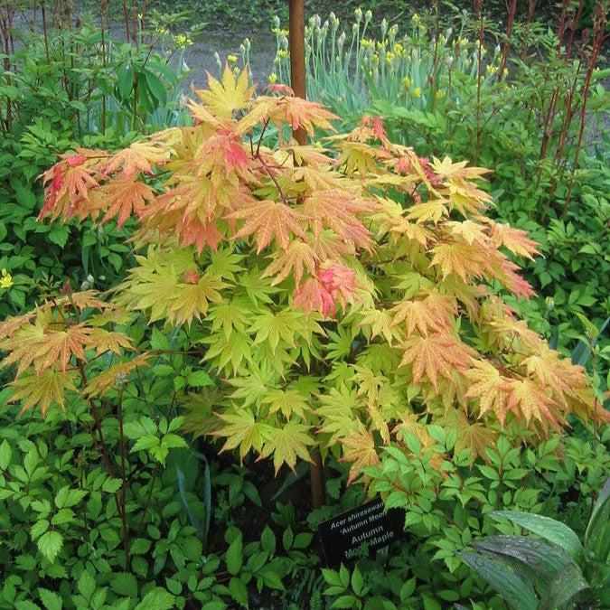 Maple, Autumn Moon Japanese Maple