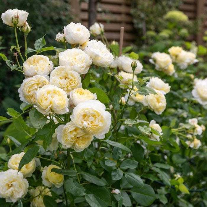 Rose, Vanessa Bell® Rose