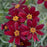Tickseed, Permathreads™ Red Satin Coreopsis