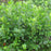 Chokeberry, Black Chokeberry