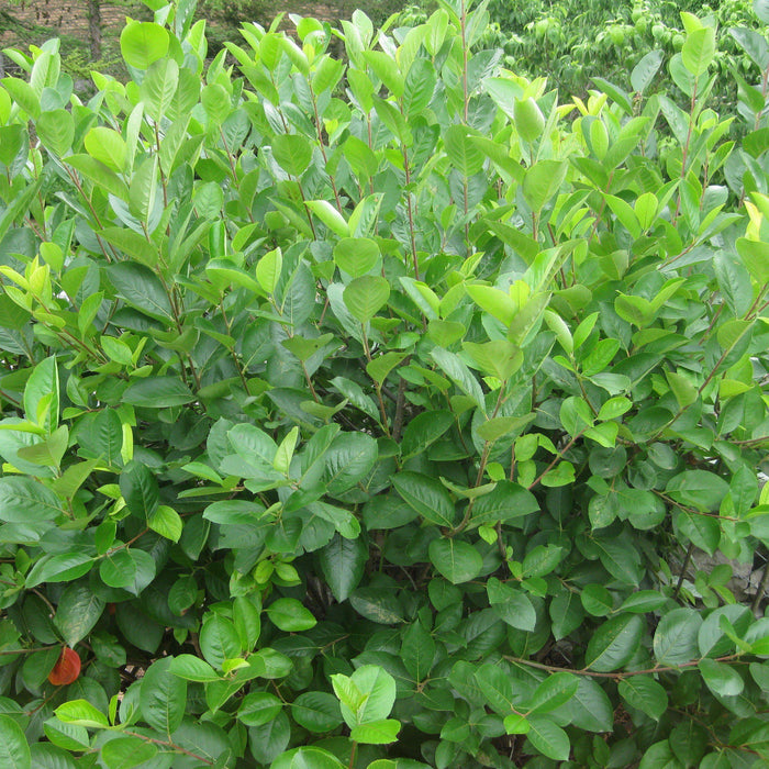 Chokeberry, Black Chokeberry