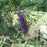 Butterfly Bush, Black Knight Butterfly Bush