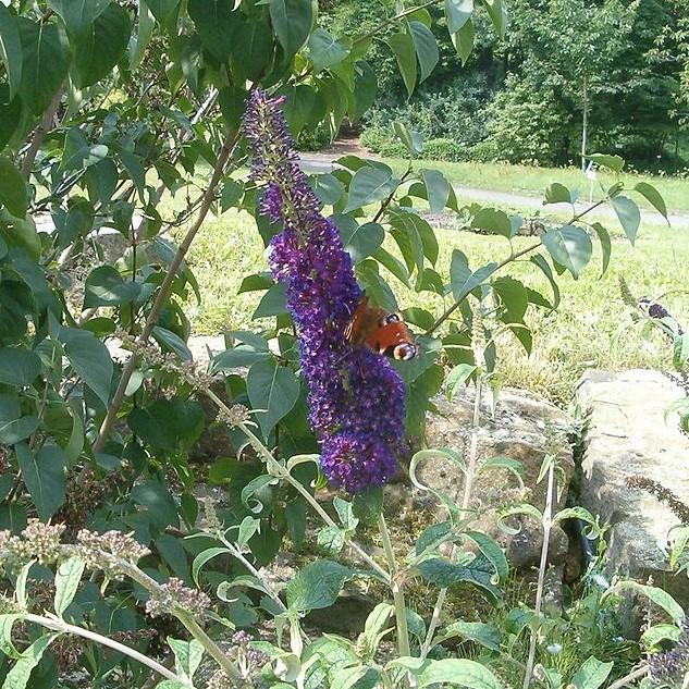 Butterfly Bush, Black Knight Butterfly Bush