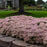 Sedum ‘Pure Joy’  - Rock 'N Round™ Pure Joy Stonecrop