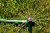 Rain Bird Hose-End High-Efficiency Pro Rotary Sprinkler
