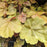 Coral Bells, Apricot Coral Bells