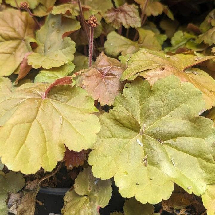 Coral Bells, Apricot Coral Bells