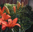 Grow Through Grid Plant Support - Round - 12in Grid x 18in Leg