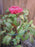 18"x36" Double Ring Peony Flower Support