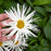 Shasta Daisy, Amazing Daisies® Spun Silk Shasta Daisy
