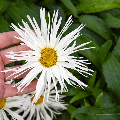 Shasta Daisy, Amazing Daisies® Spun Silk Shasta Daisy