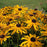 Black Eyed Susan