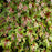 Foamflower, Sugar and Spice Foamflower