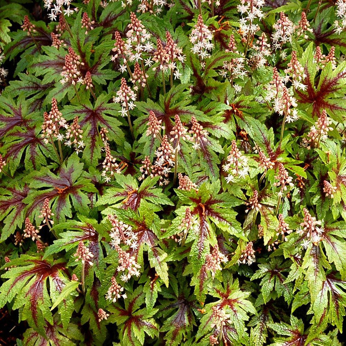 Foamflower, Sugar and Spice Foamflower