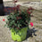 Rose, Knock Out® Shrub Rose, Red