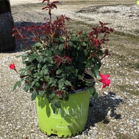 Rose, Knock Out® Shrub Rose, Red