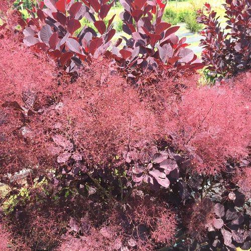 Smokebush, Winecraft Black® Smokebush