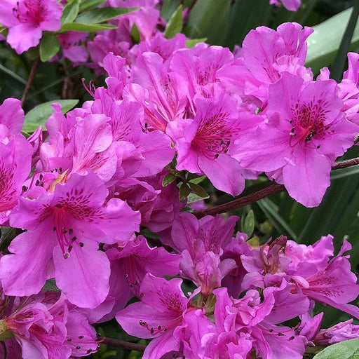 Azalea, Herbert