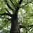 Walnut Tree, Black Walnut