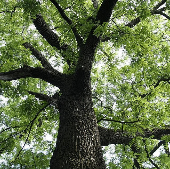 Walnut Tree, Black Walnut