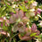 Hellebore, Royal Heritage™ Strain Lenten Rose