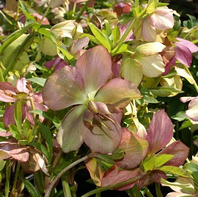 Hellebore, Royal Heritage™ Strain Lenten Rose