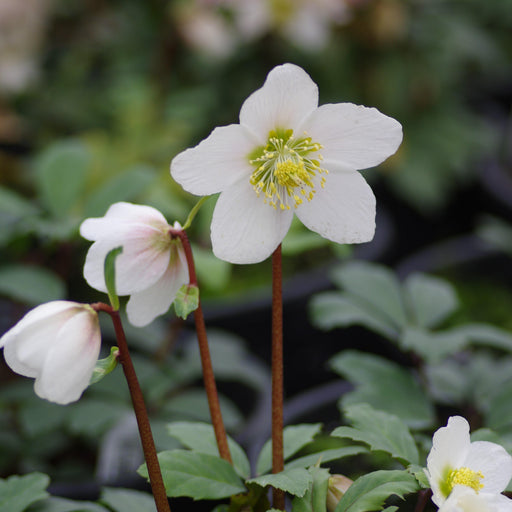 Hellebore, HGC® Jacob Christmas Rose