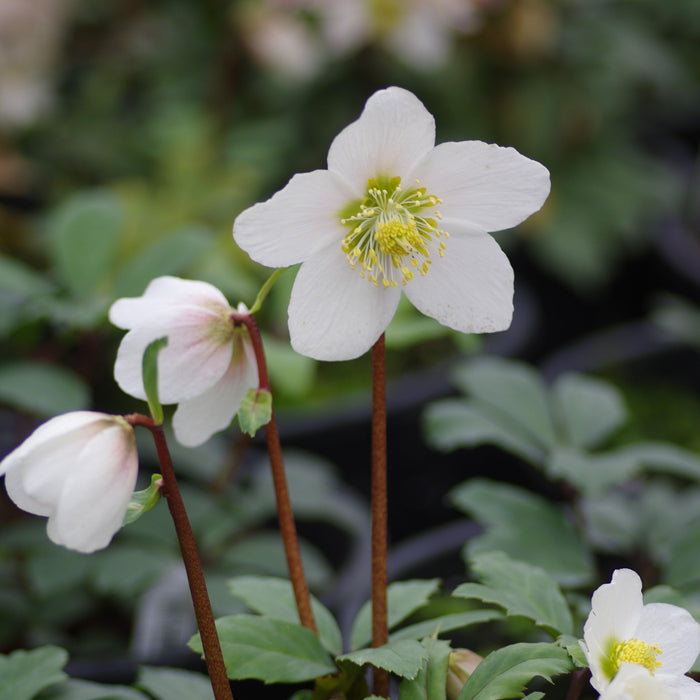 Hellebore, HGC® Jacob Christmas Rose