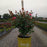 Rose, Double Pink Knock Out® Rose