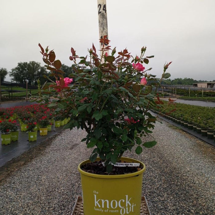 Rose, Double Pink Knock Out® Rose