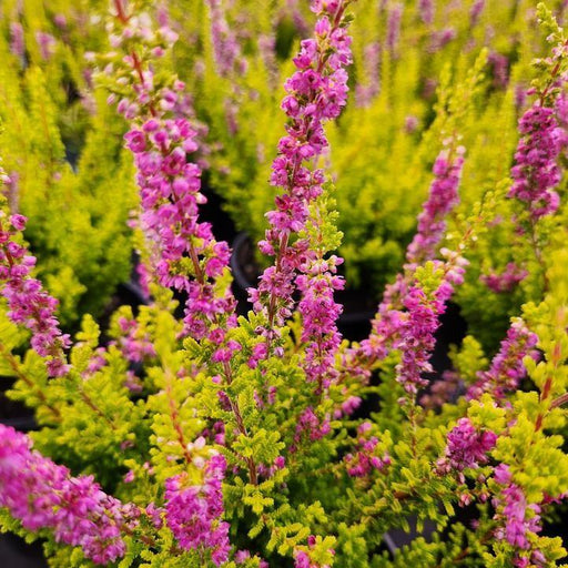 Heather, Firefly Scotch Heather