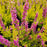 Heather, Firefly Scotch Heather