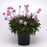 Thrift, Dreameria® Sweet Dreams Thrift