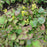Bishop's Hat, Frohnleiten Barrenwort