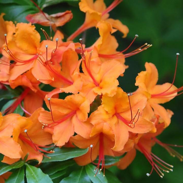 Azalea, Calendulaceum