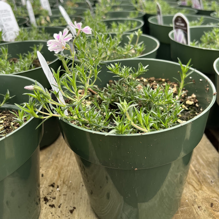 Phlox, Candy Stripes Creeping Phlox