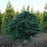 Juniper, Blue Chip Juniper