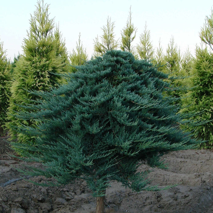 Juniper, Blue Chip Juniper
