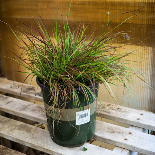 Grass, Burgundy Bunny Fountain Grass