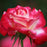 Rose, Double Delight Rose