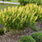 Baptisia, Decadence® Lemon Meringue Baptisia