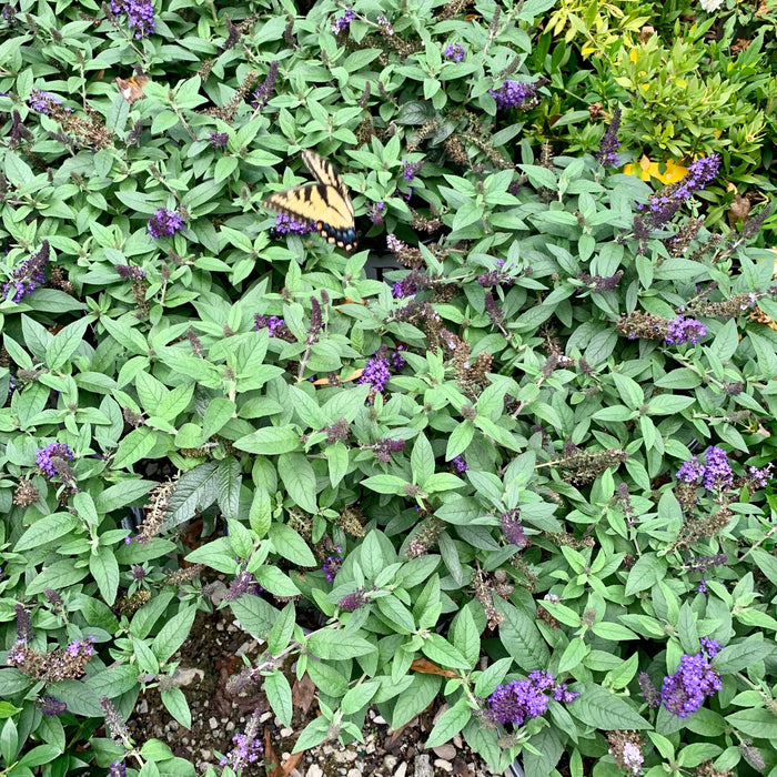 Butterfly Bush, Pugster Blue® Dwarf Butterfly Bush
