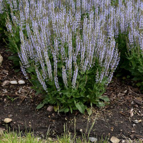 Salvia, Perfect Profusion Meadow Sage