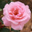 Rose, Queen Elizabeth Grandiflora Rose