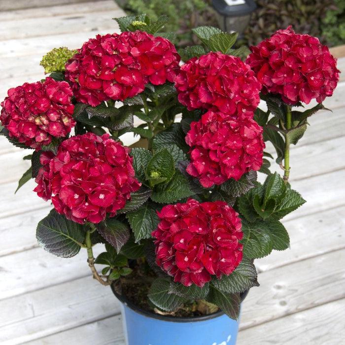 Hydrangea, Bloomin' Easy® Cherry-Go-Round™ Hydrangea